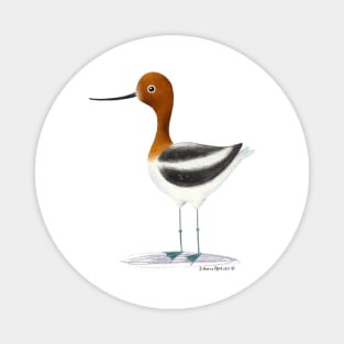 Avocet Bird Magnet